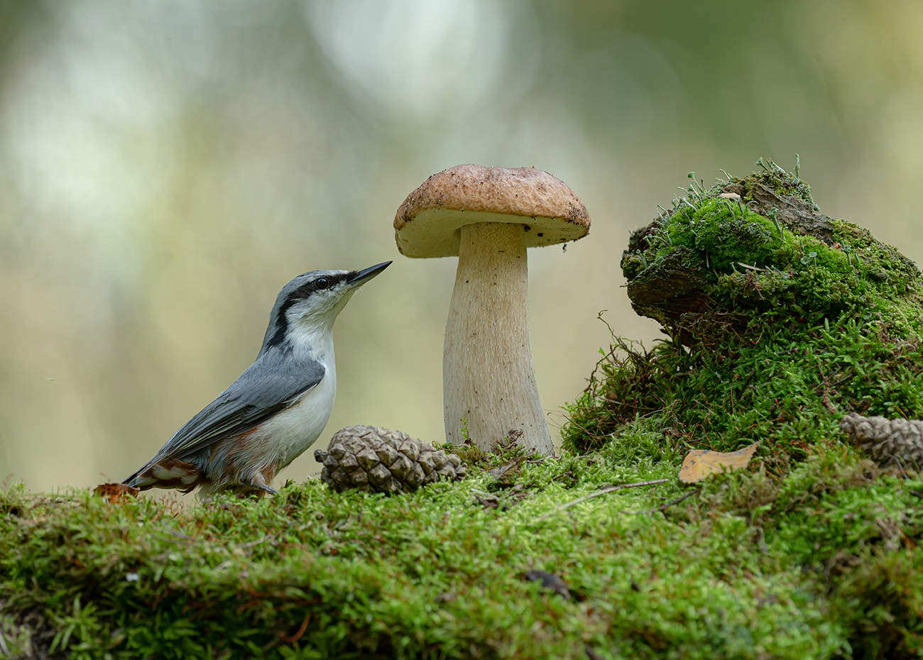Картинка из леса