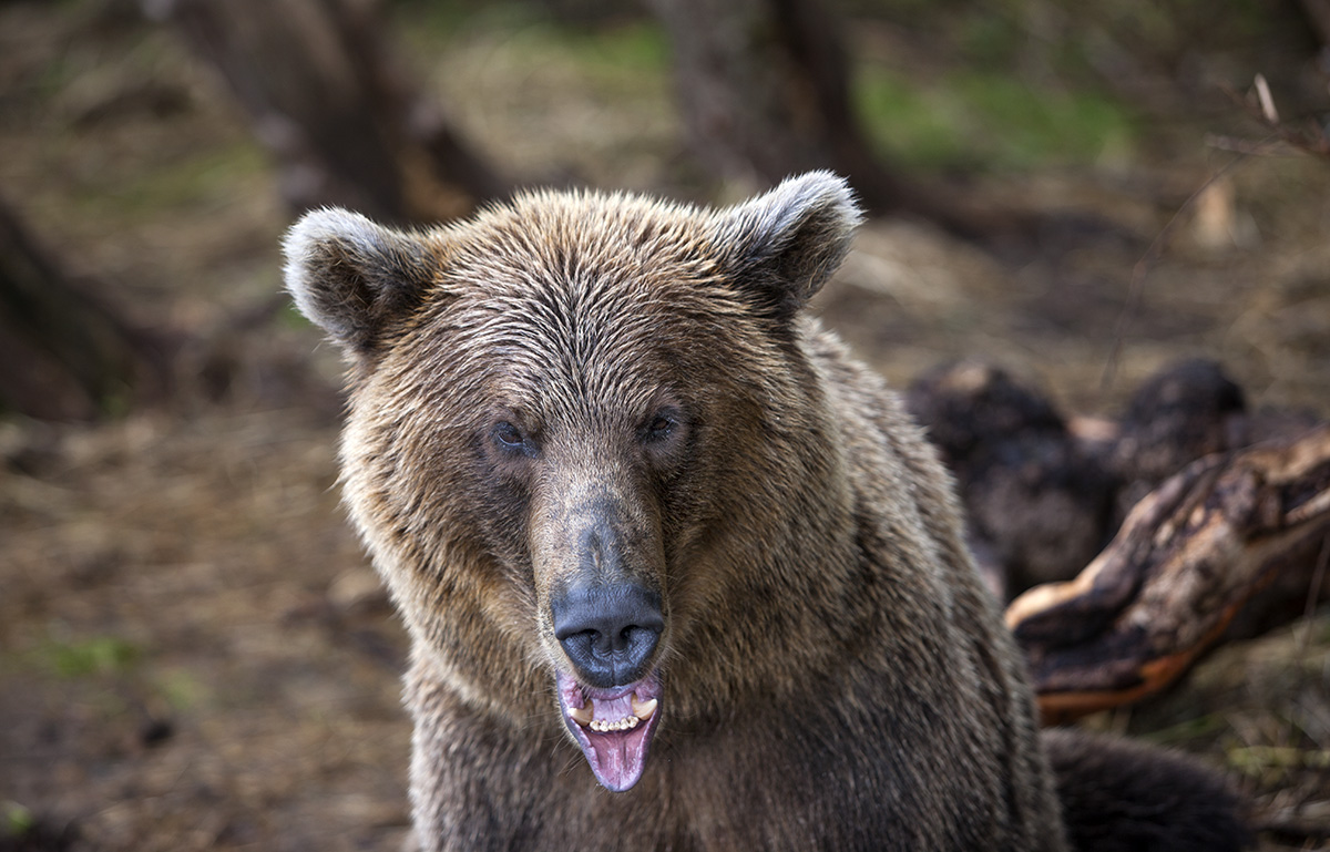 Ну, поцелуй же ты меня...