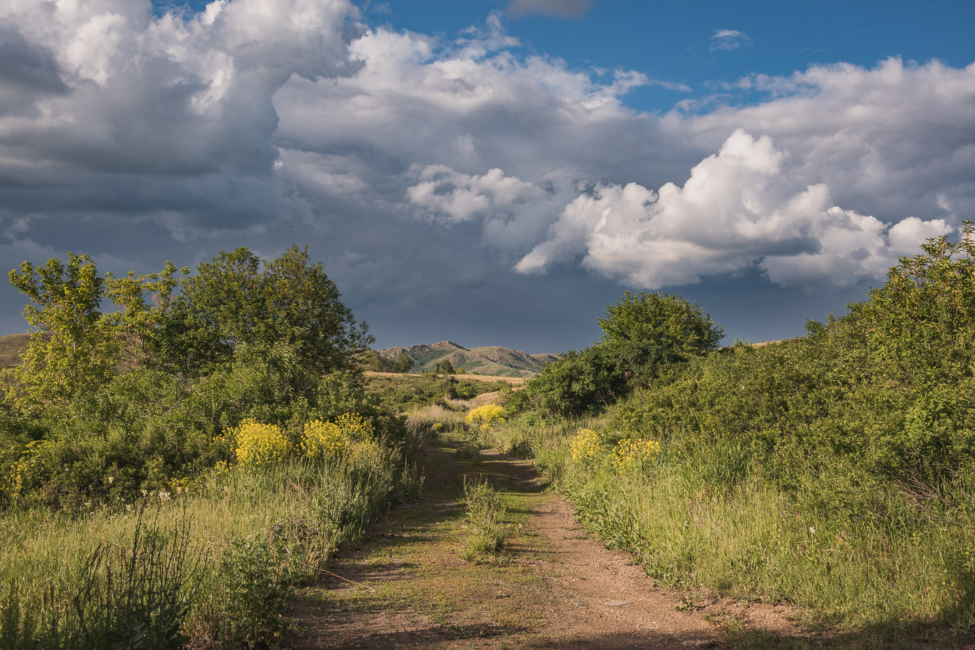 Летний день