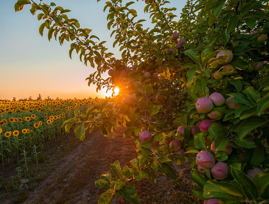 Август в саду