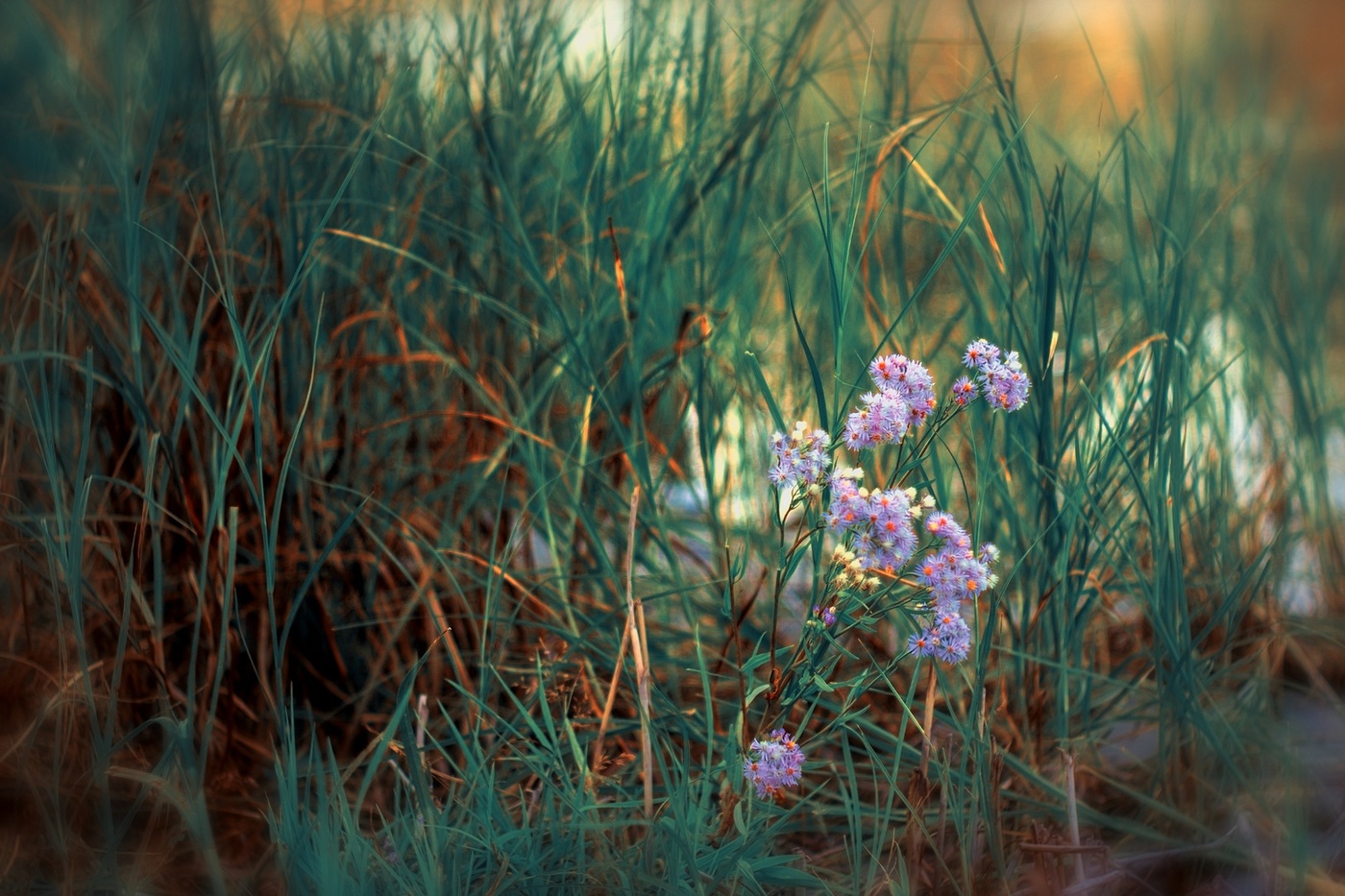 Лютики- цветочки)