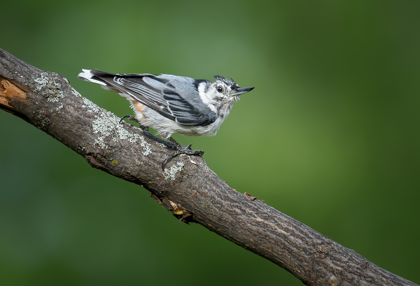 White-breasted Nuthatch (juvie)