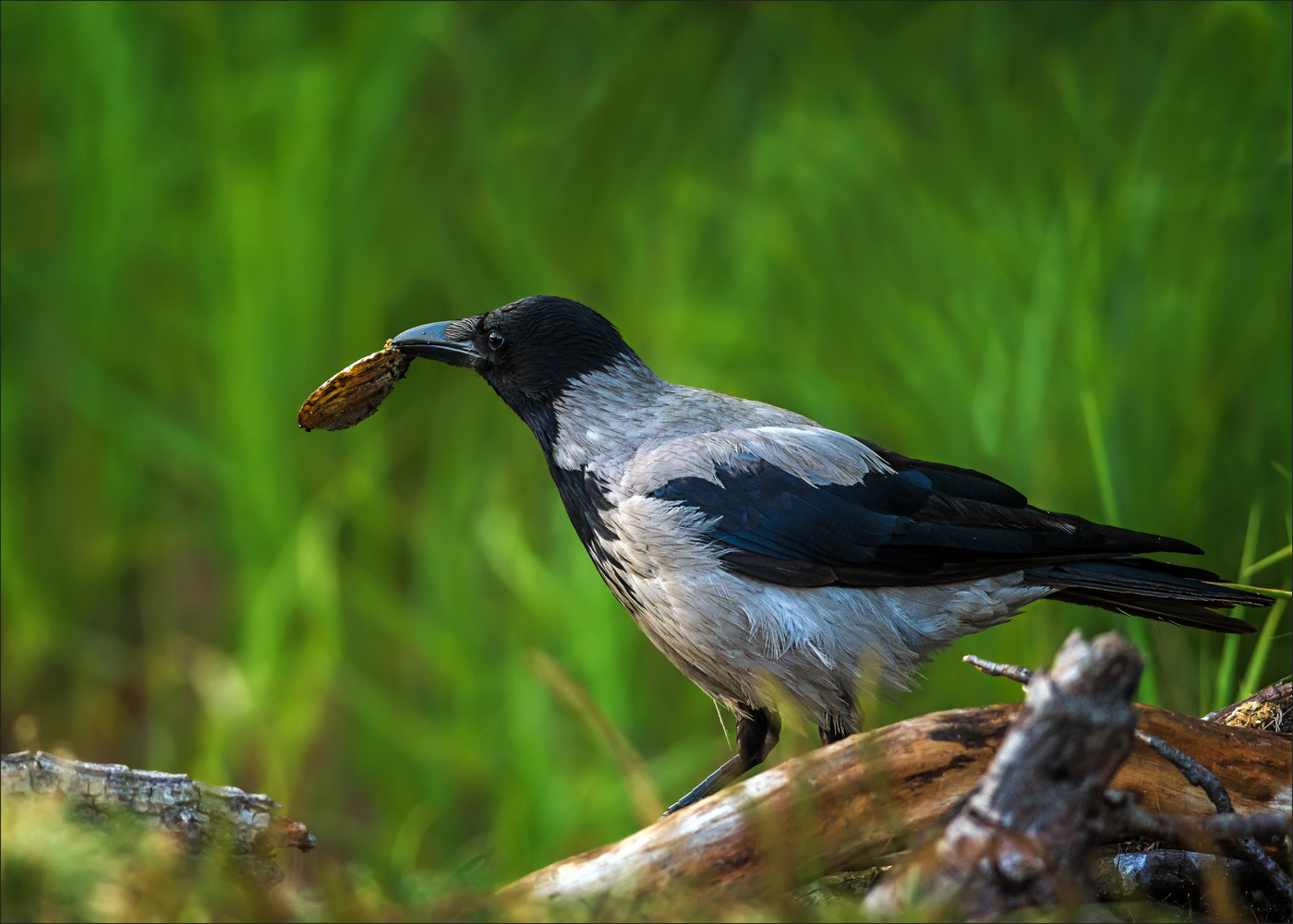 Спой, светик, не стыдись