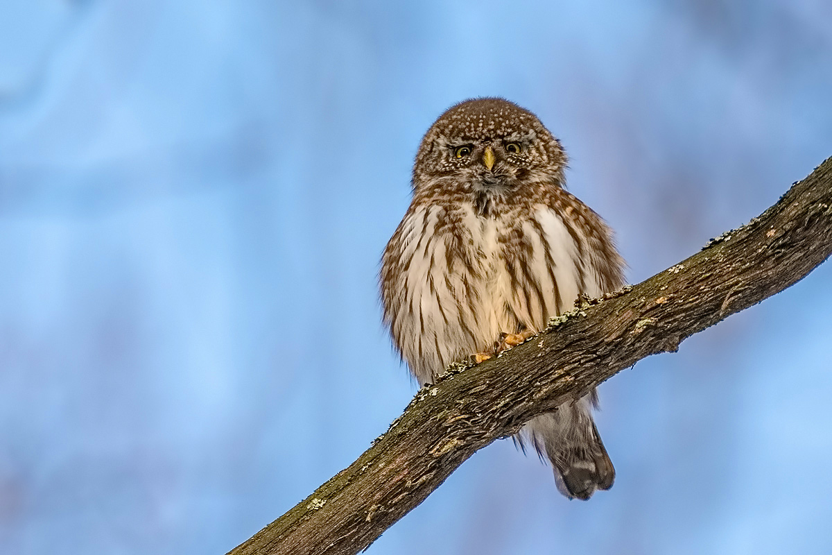 Сыч воробьиный.