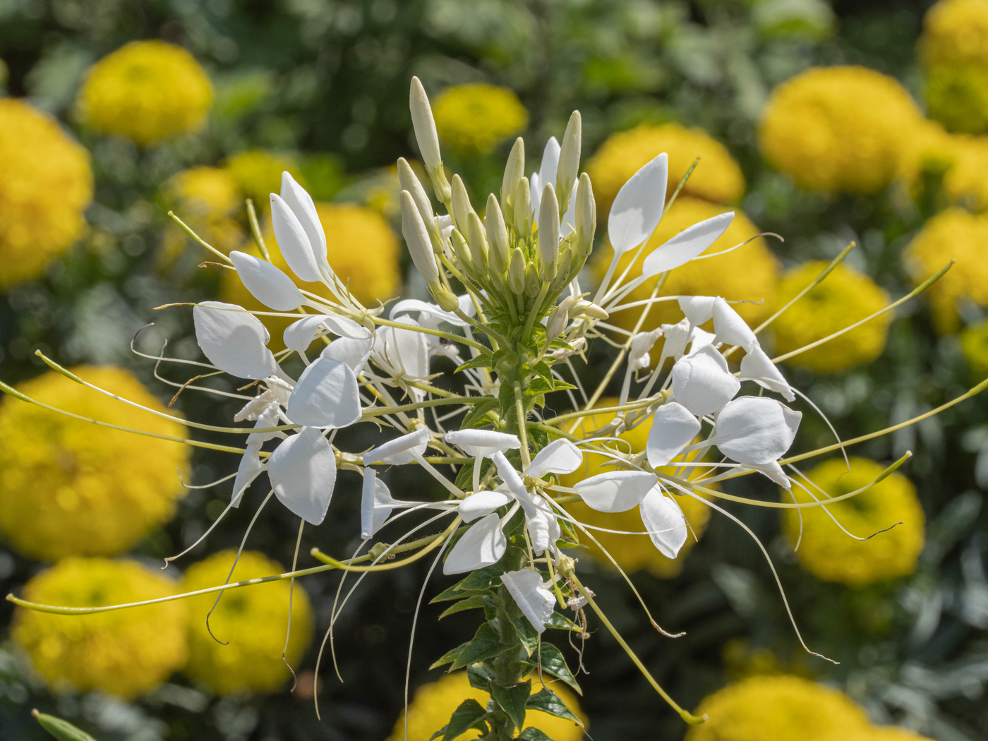 Осенние цветы