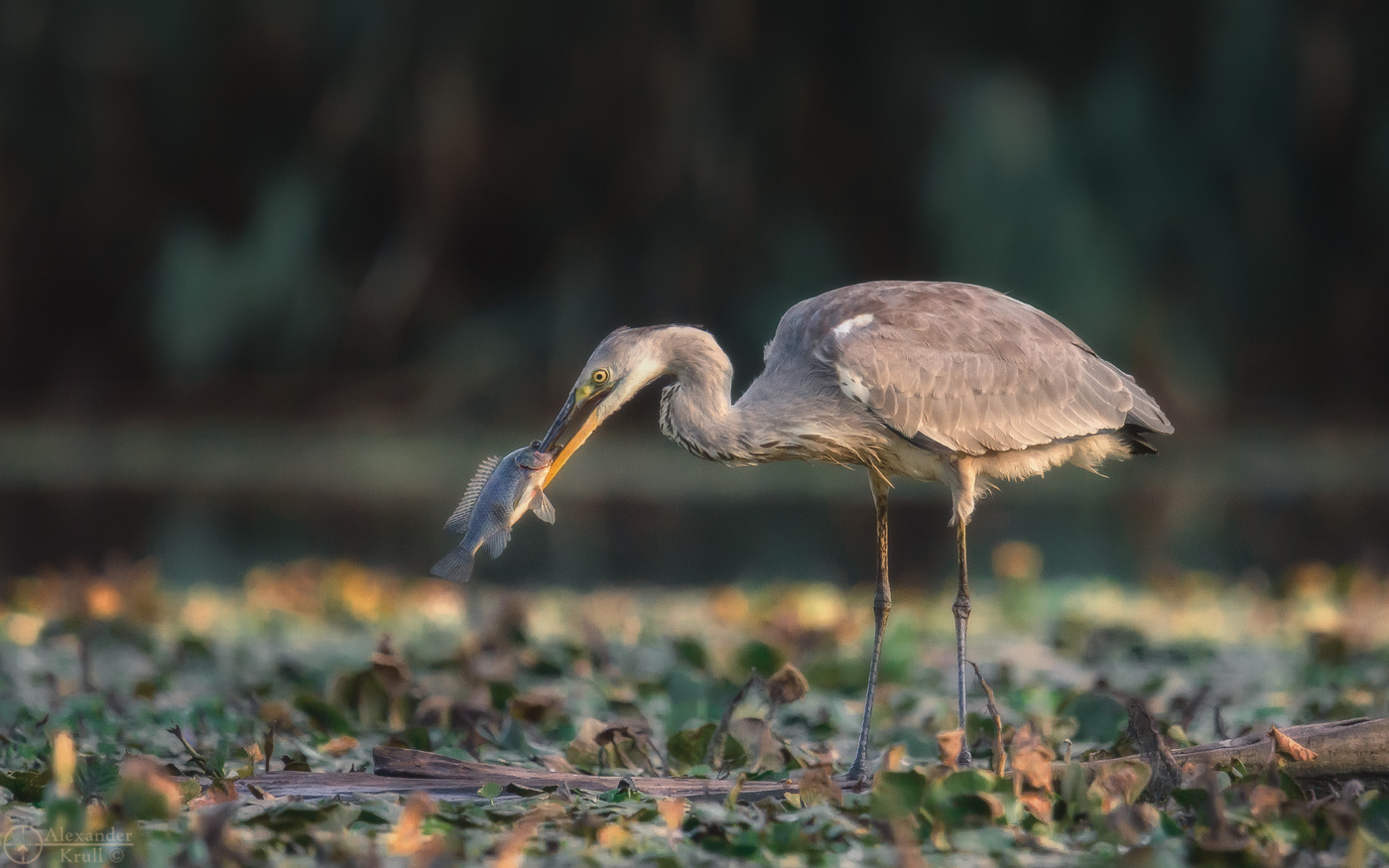 Удачная охота.