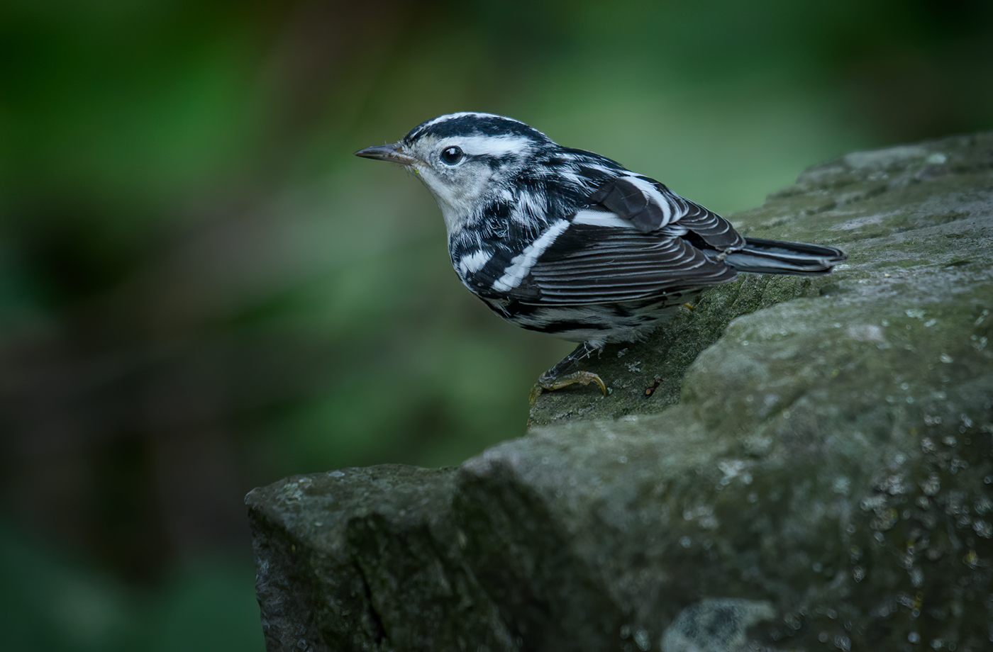 Black-and-white warbler