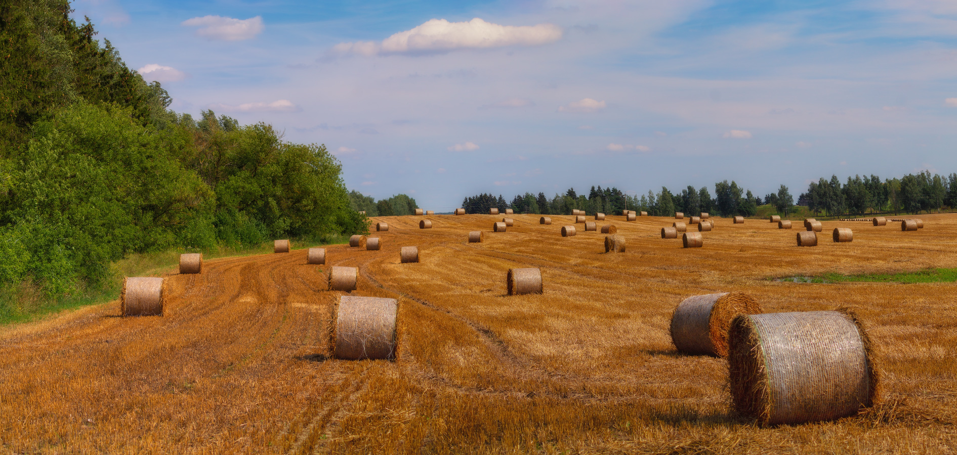 Поле в августе