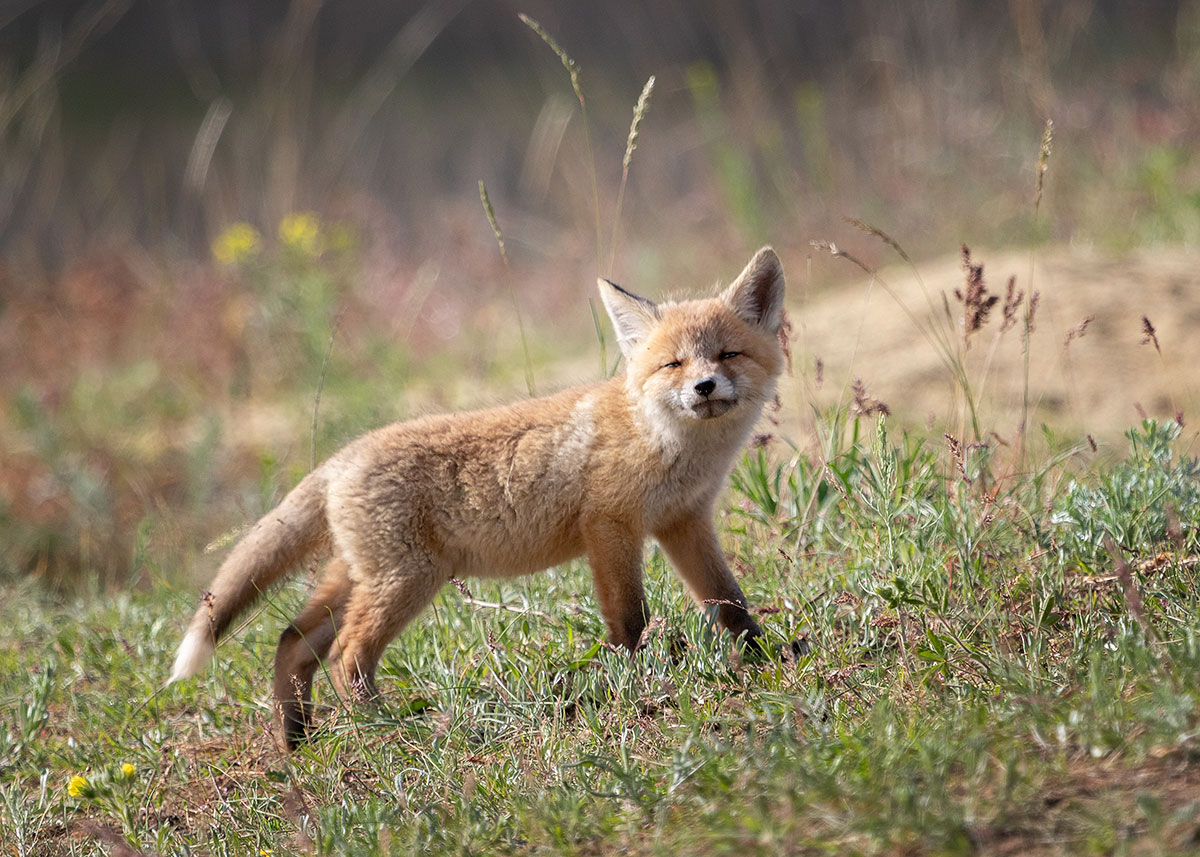 Начало хитрости