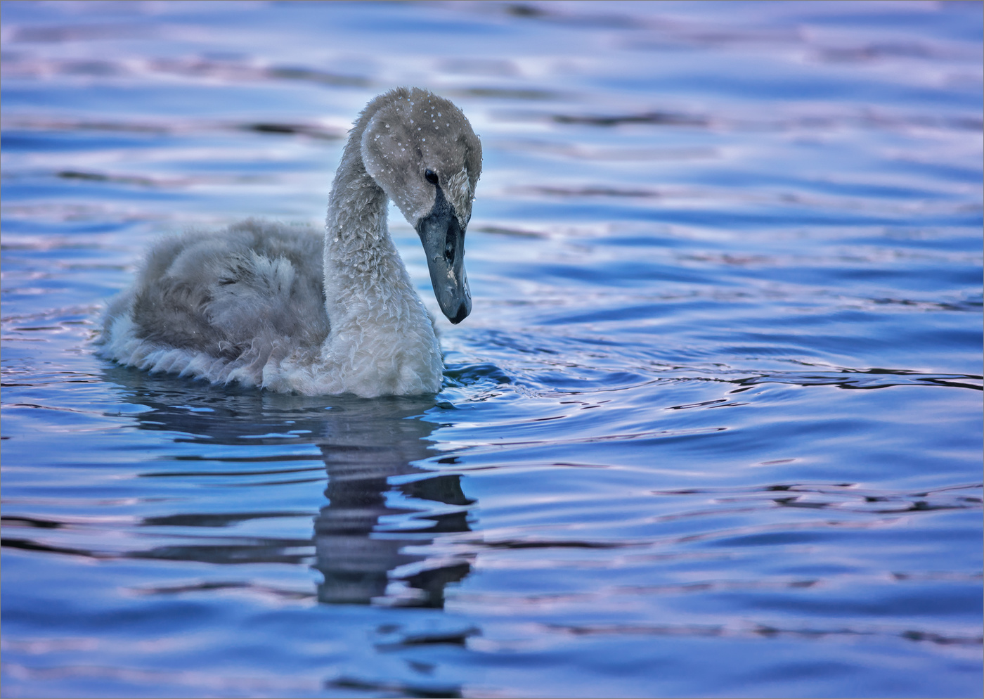 Гадкий утенок