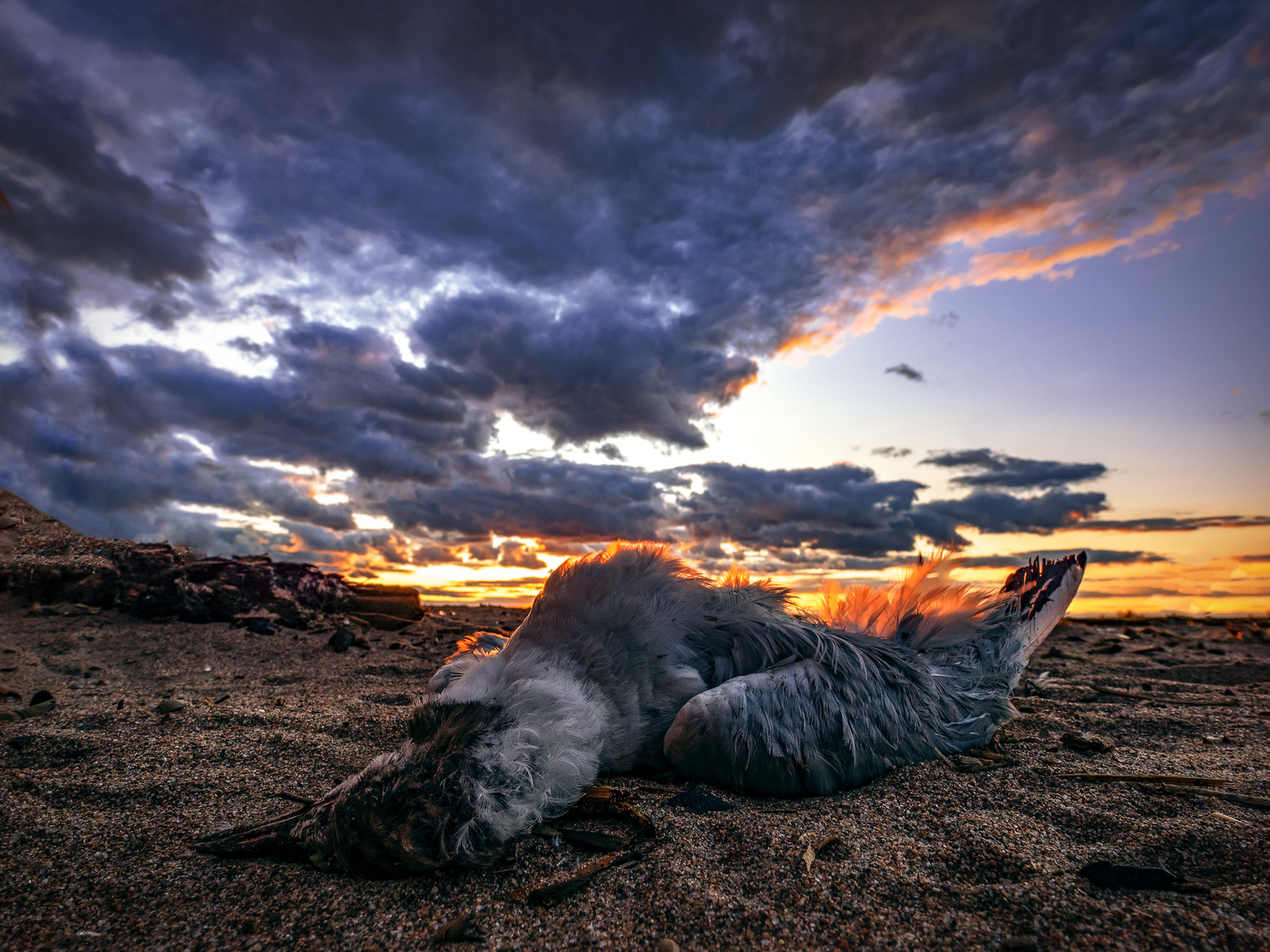 Мертвая птица