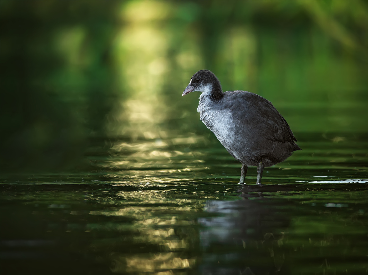 Молодая лысуха