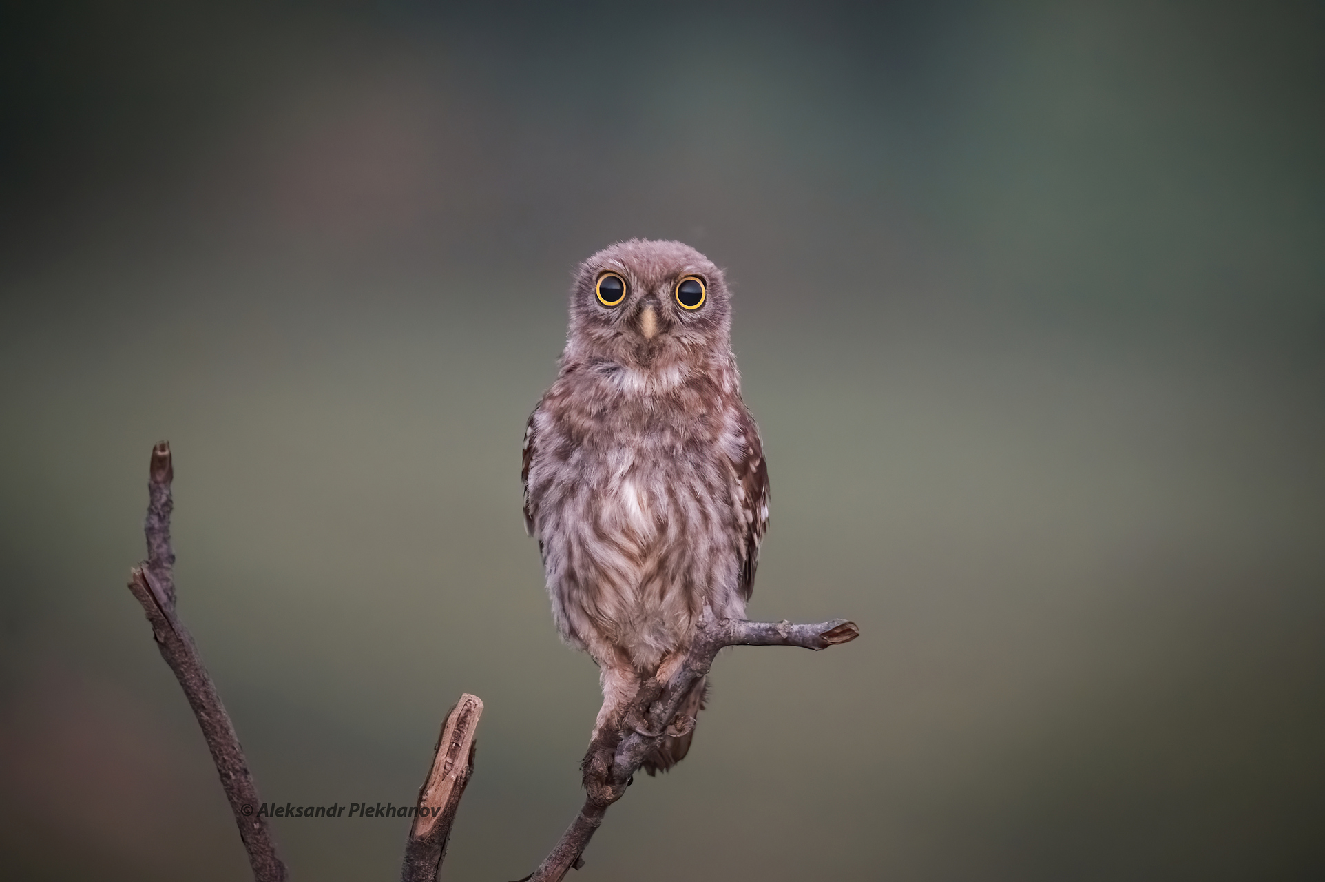 *А чё это вы здесь делаете, а?*