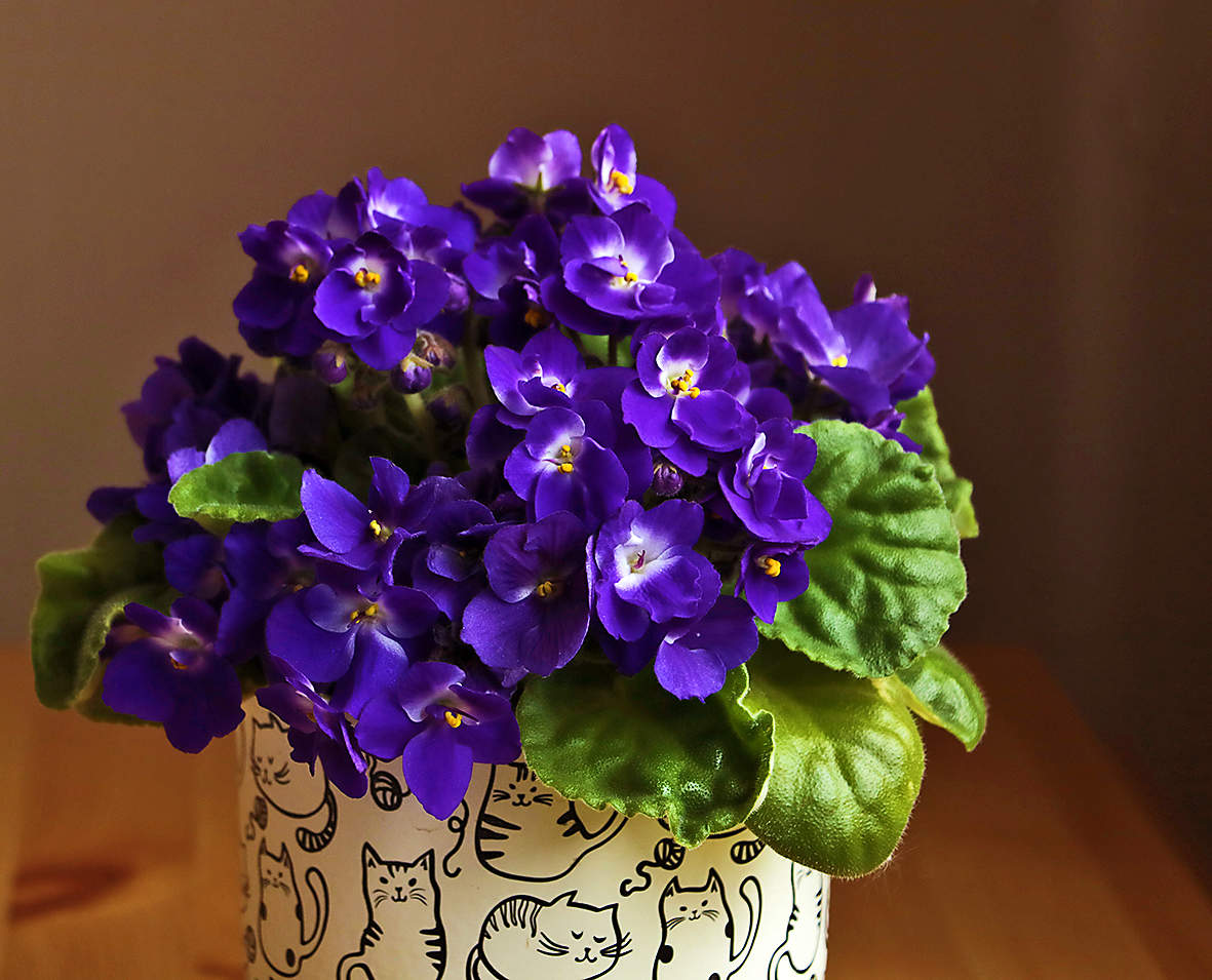 Буйное цветение фиалки