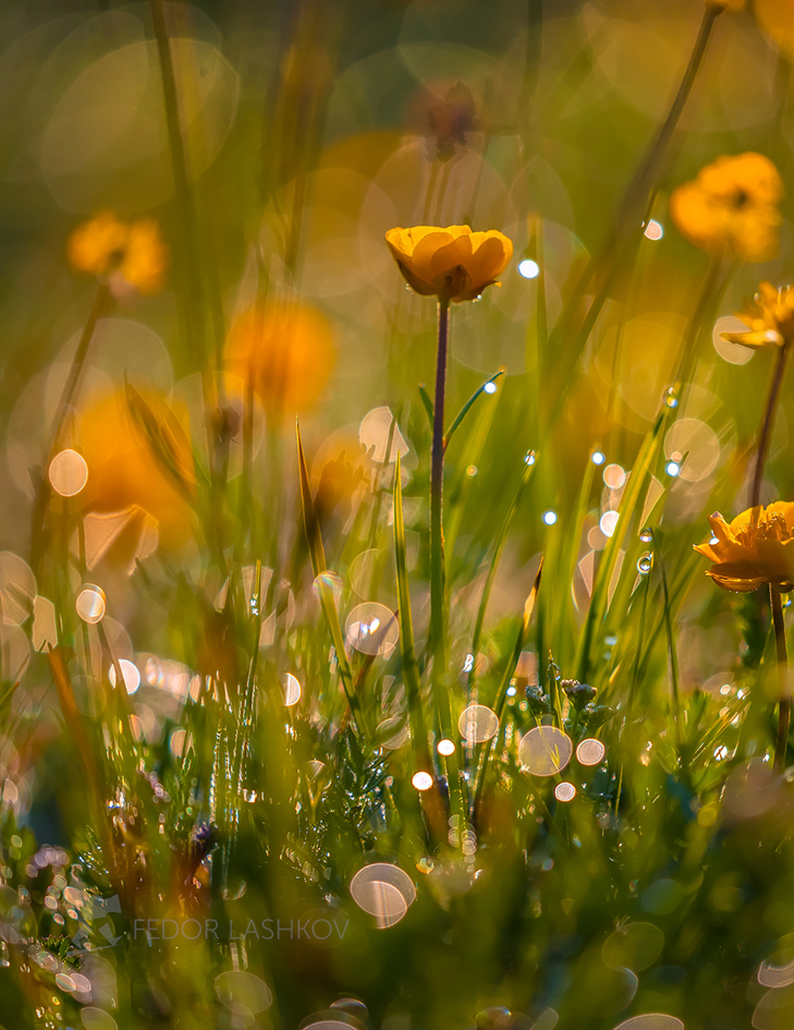 Утренний сон