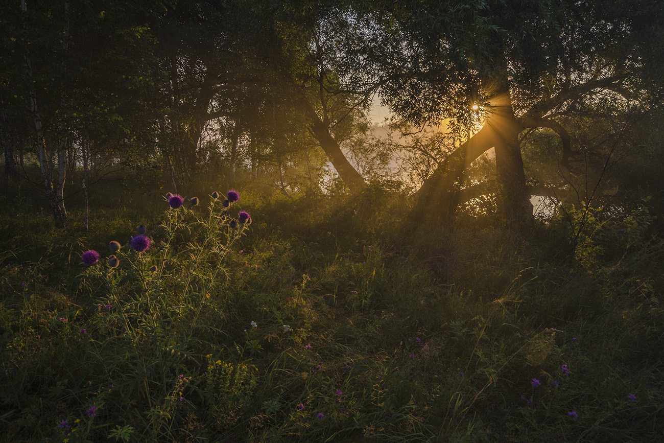 Утро чертополоха