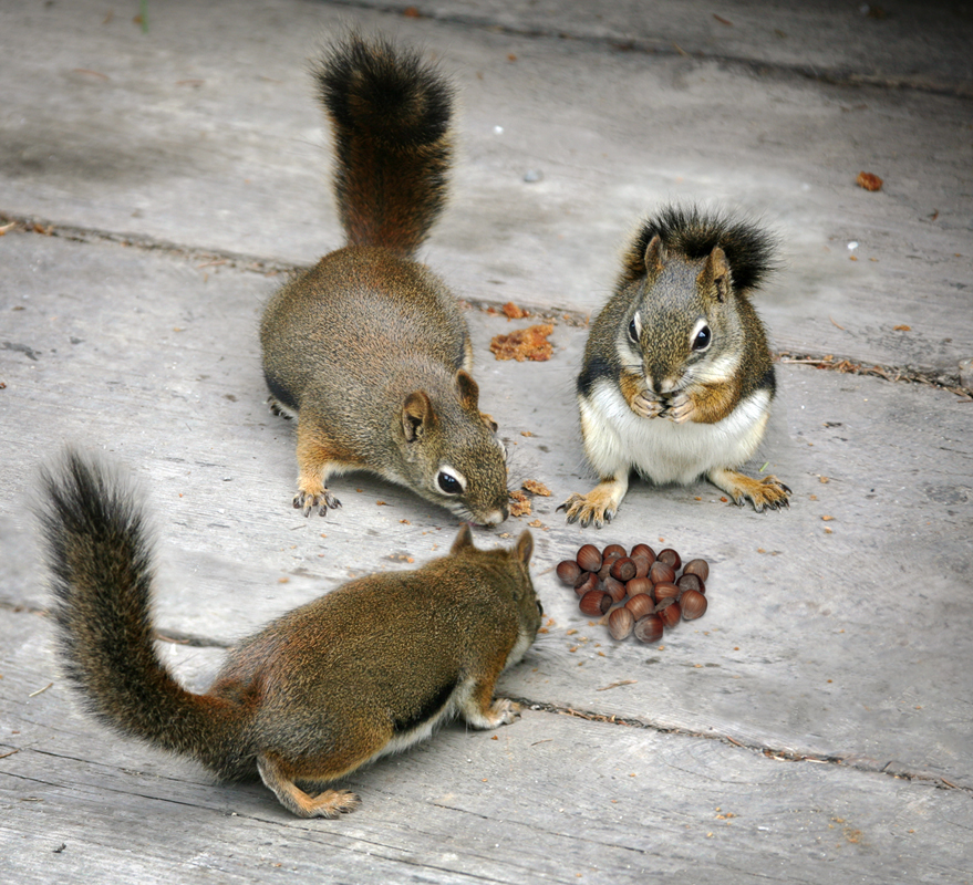 Белки песенки поют ...