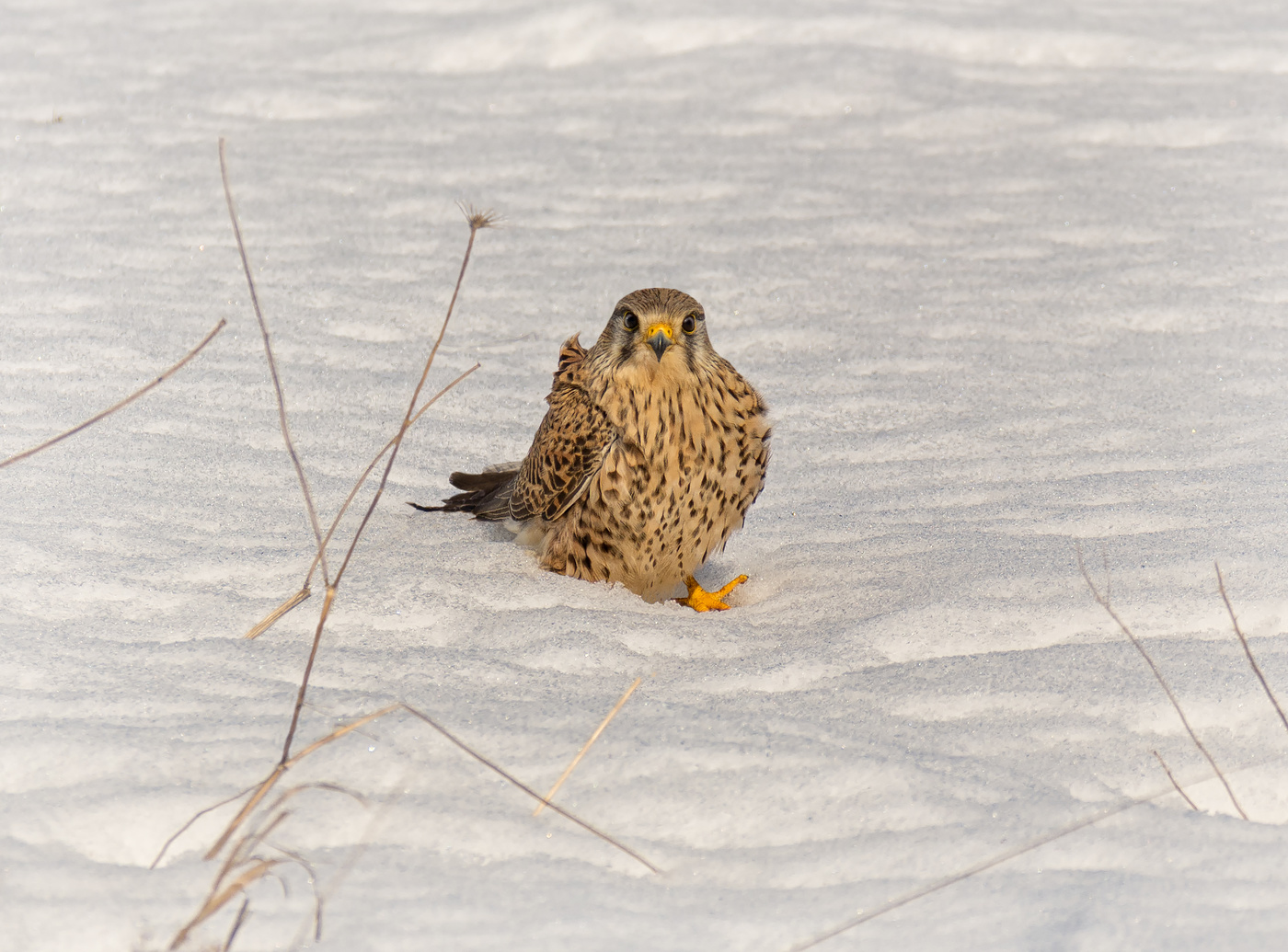 пустельга на болоте..