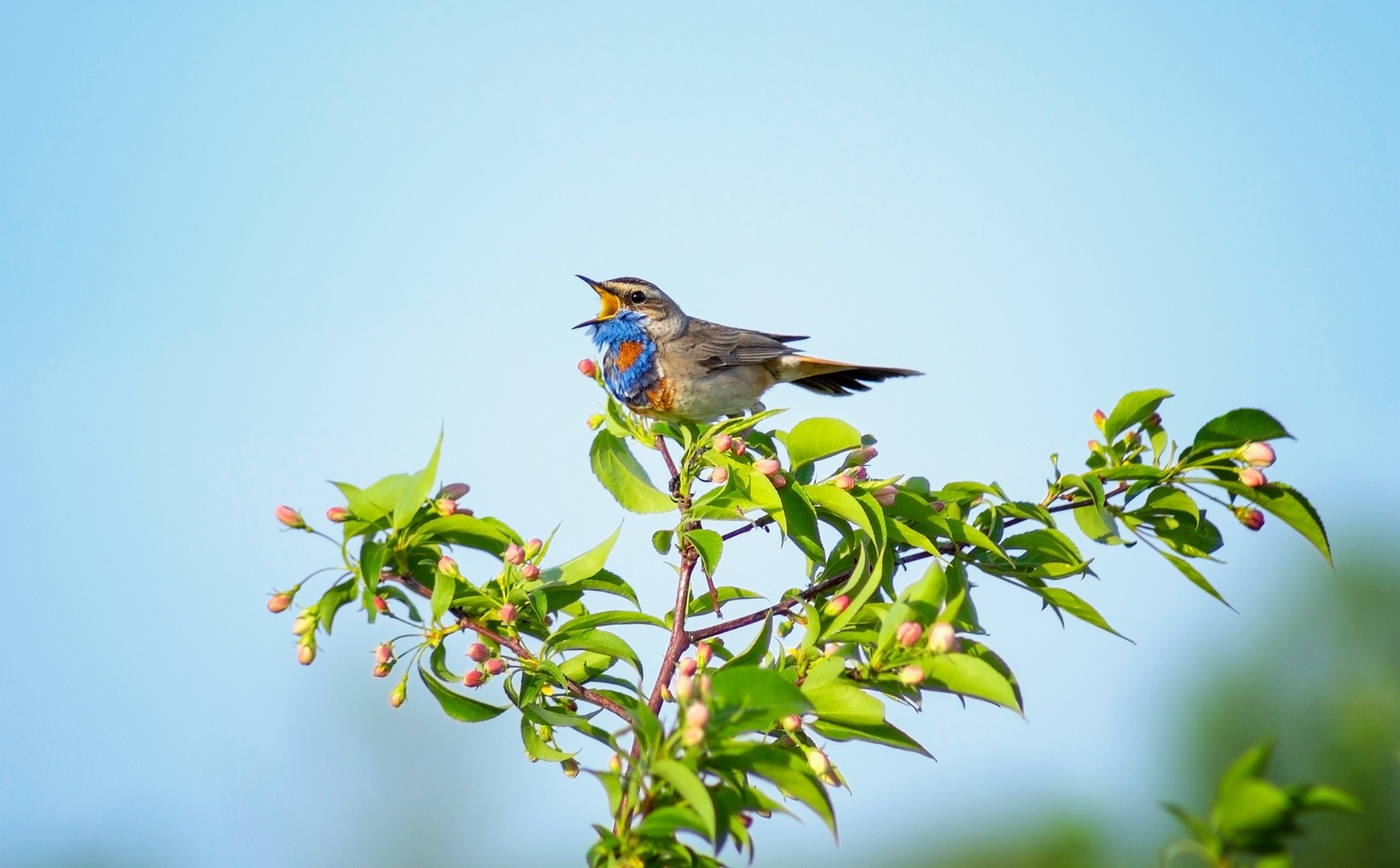 Вы просите песен? Их есть у меня)