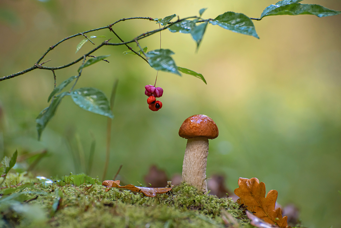 Про грибы и бересклет