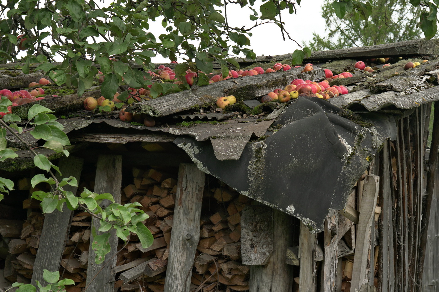 Под яблоней.