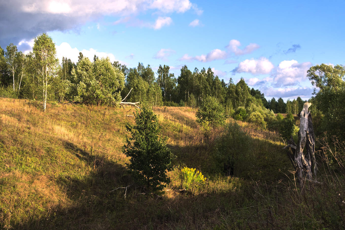 Родные перелески