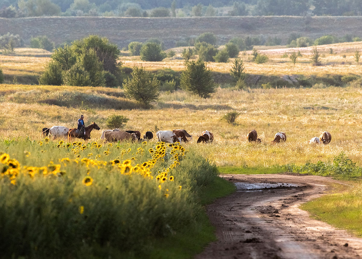 Степные картинки