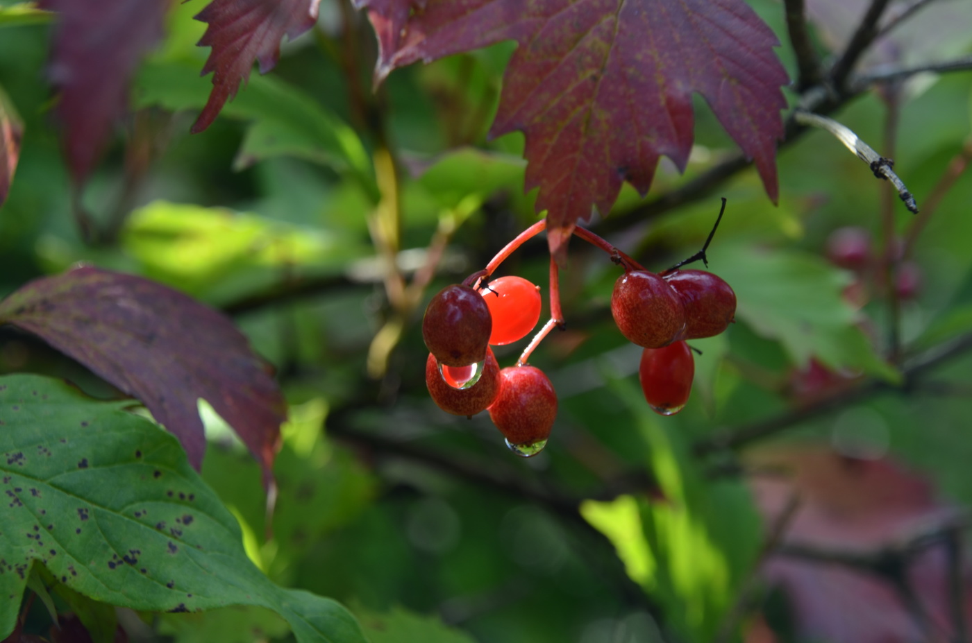 После дождя