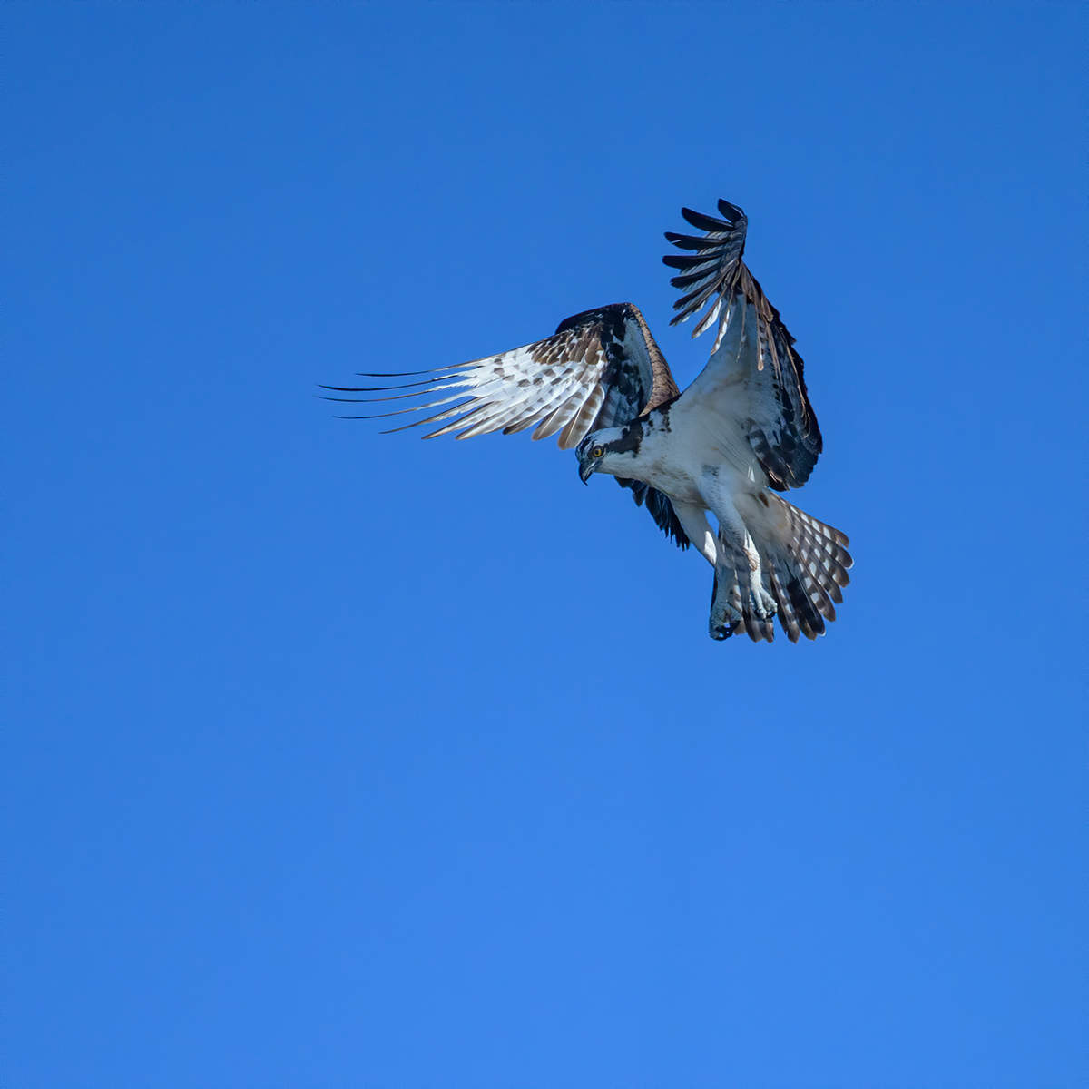 Osprey