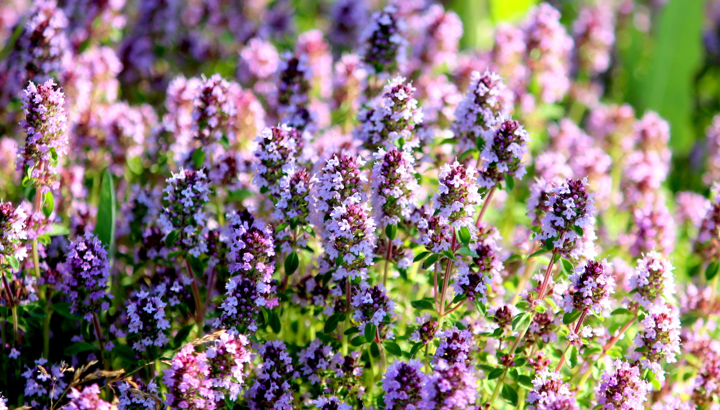 Тимьян ползучий!