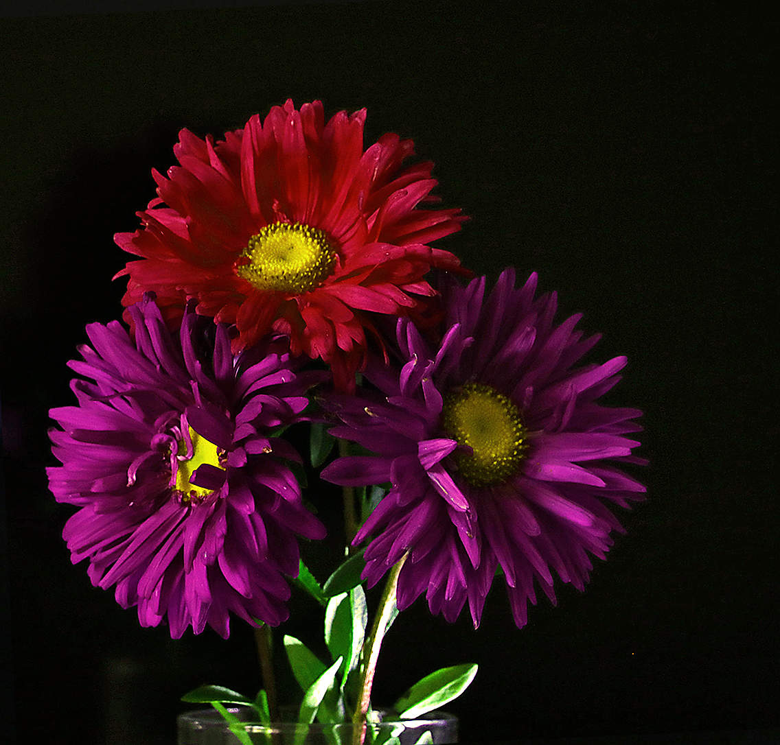 Сентябрьские красавицы