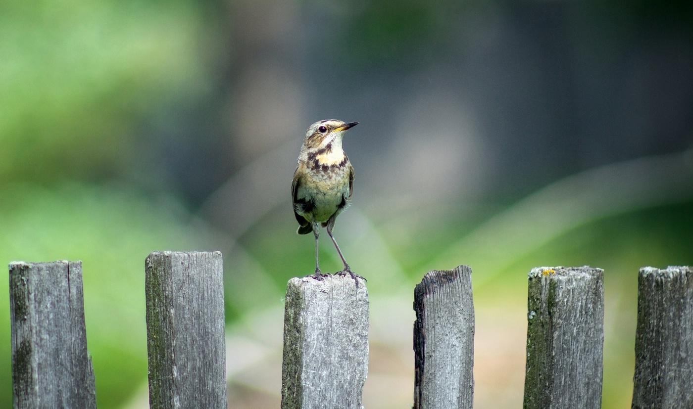 Топ- модель!