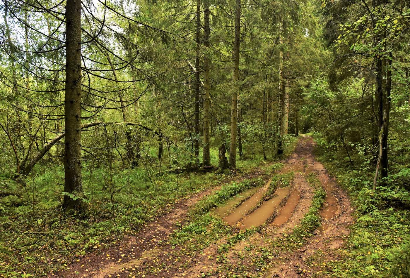 Дождливый день ...