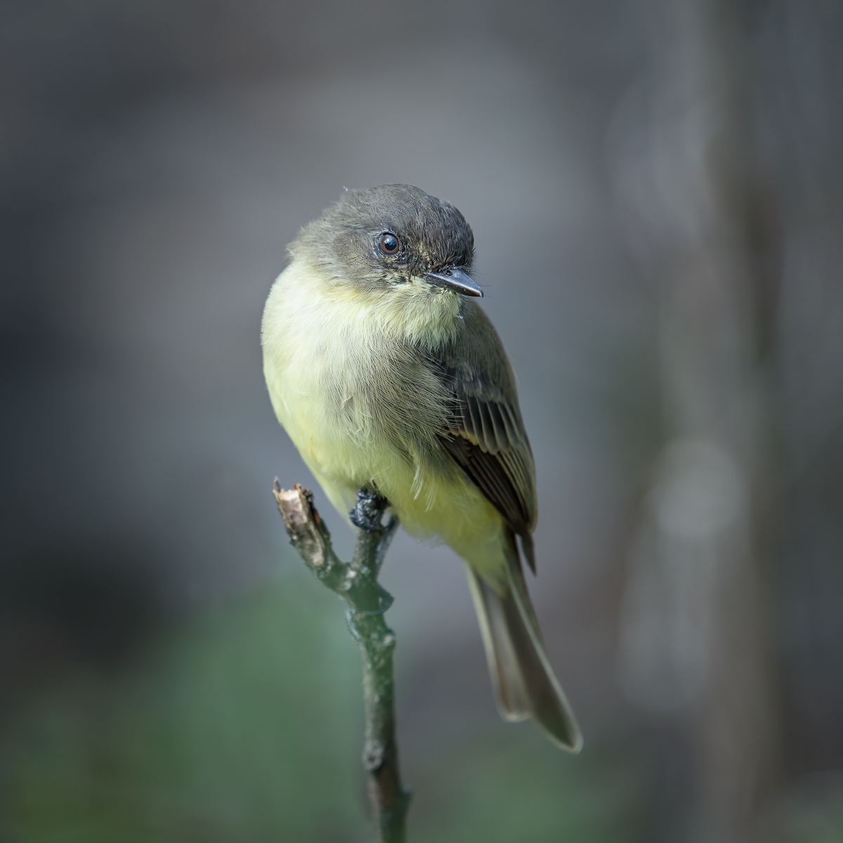 Eastern phoebe
