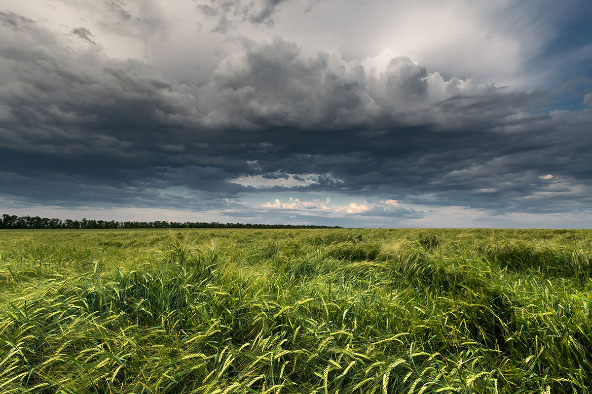 Зеленые волны