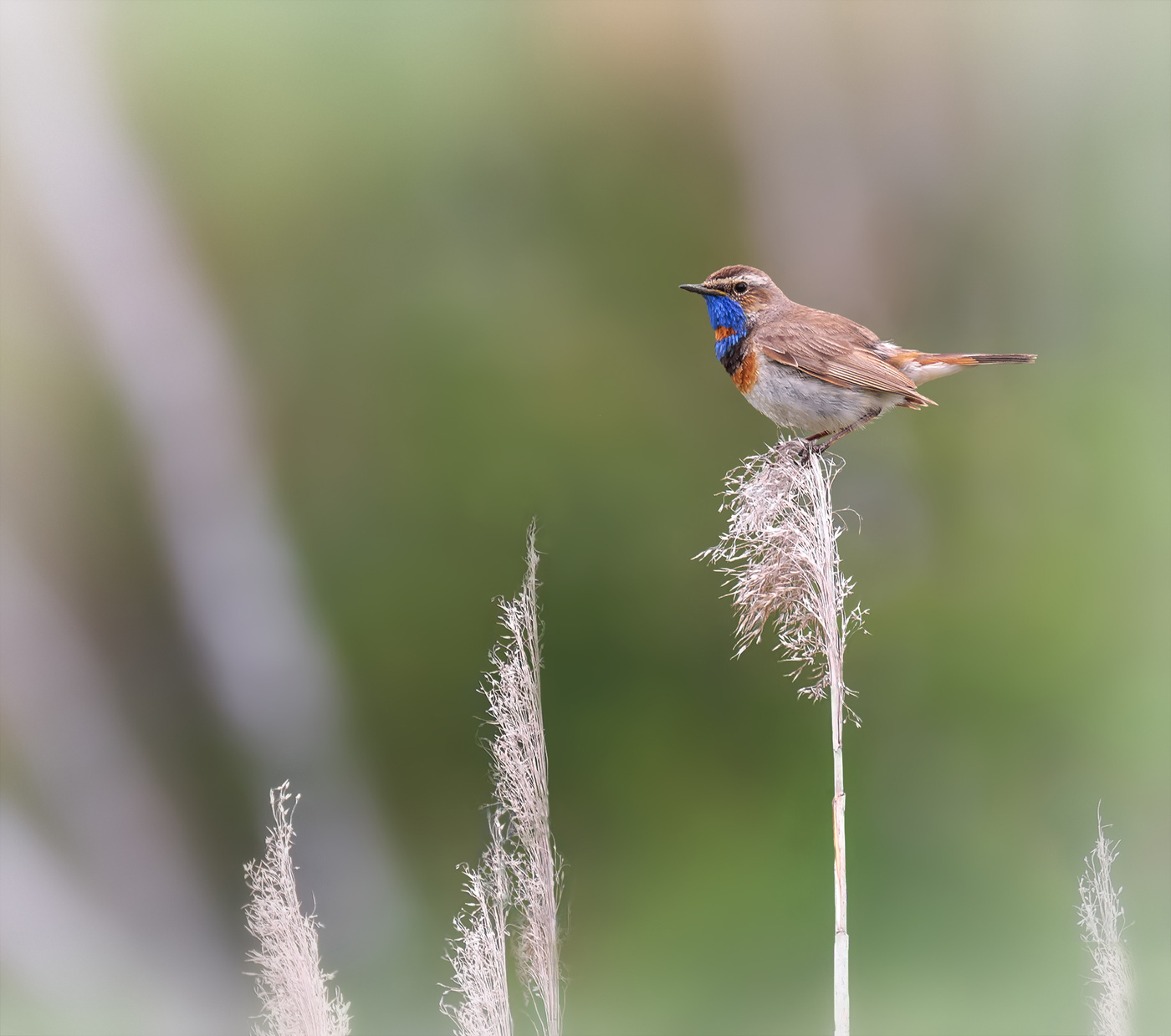 варакушка..