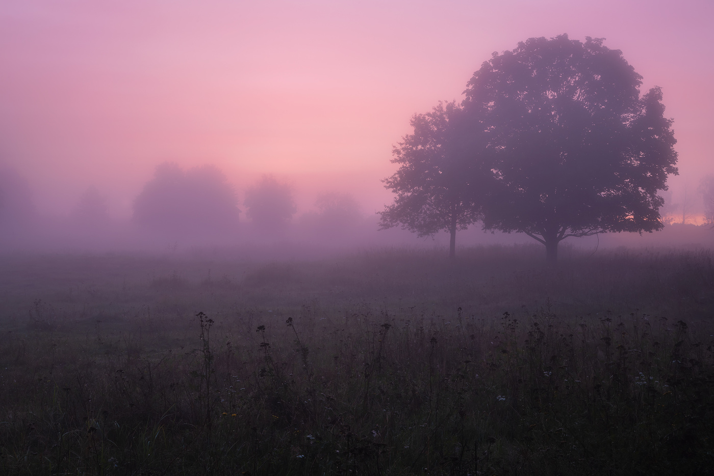 Сиреневое утро