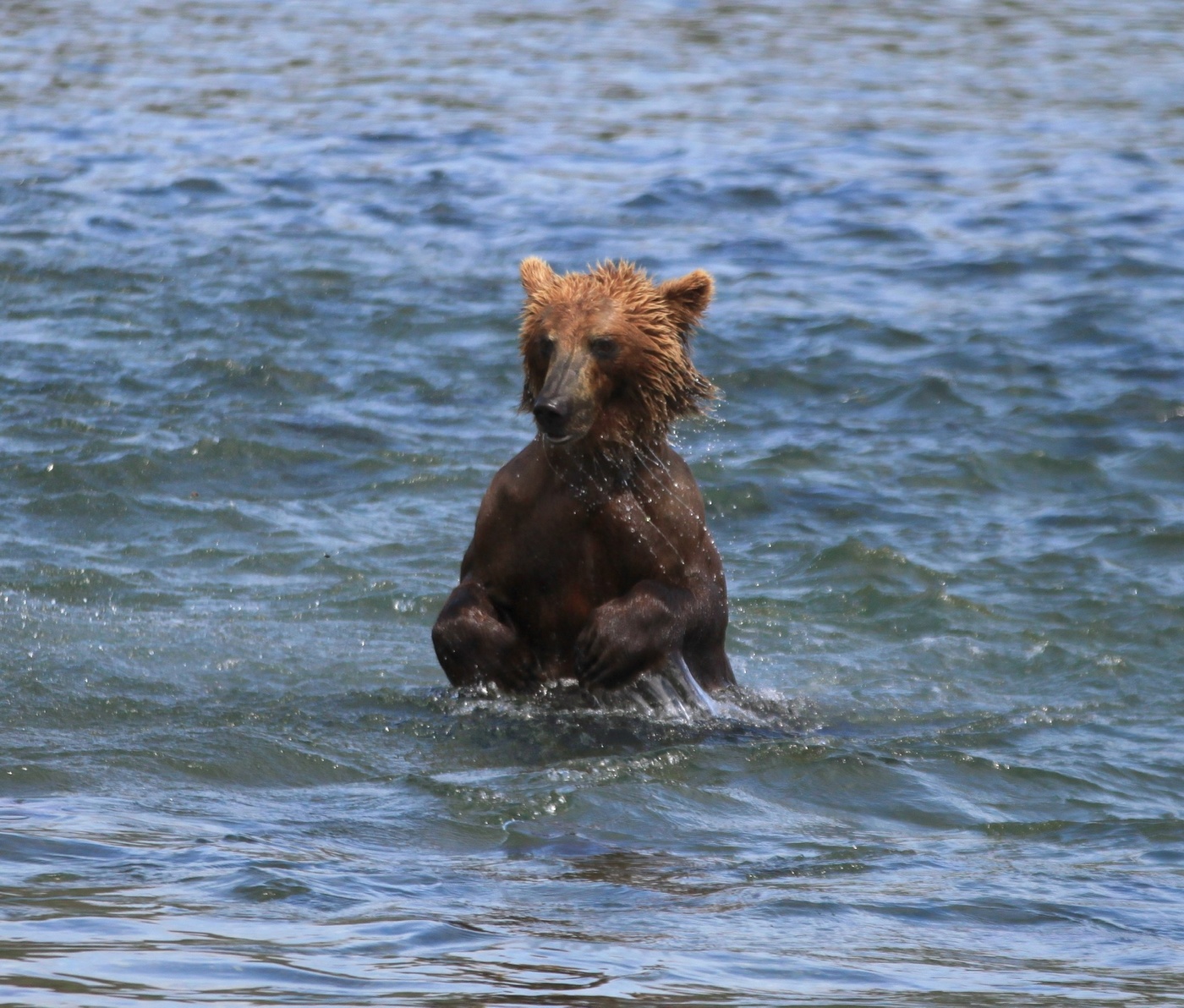 Купание в Курильском озере