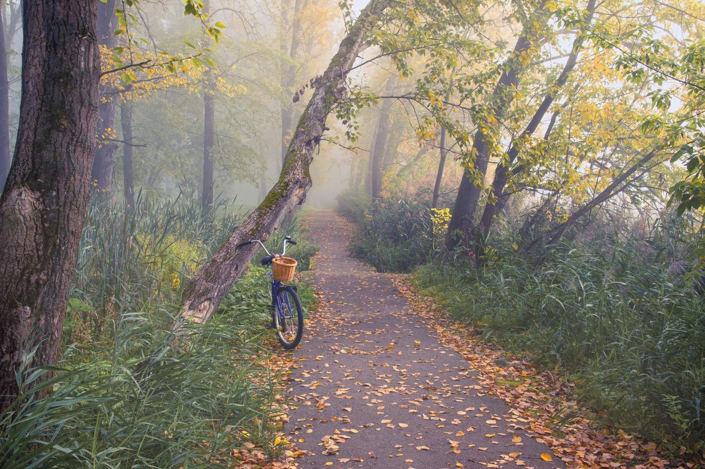 Утренний туман