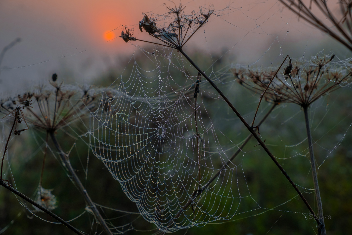 Кружева осени.