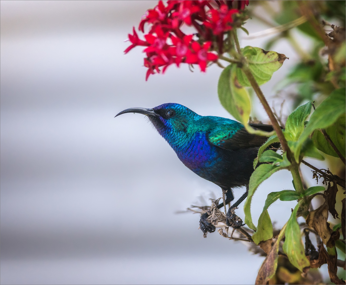Палестинская нектарница