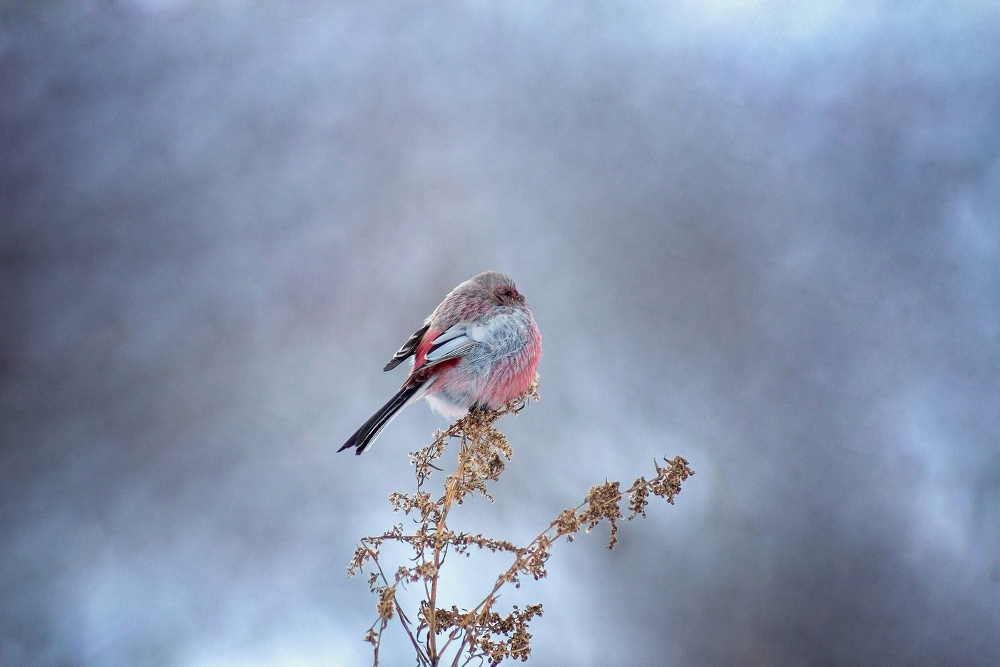 Урагус - зимний цветок Сибири.