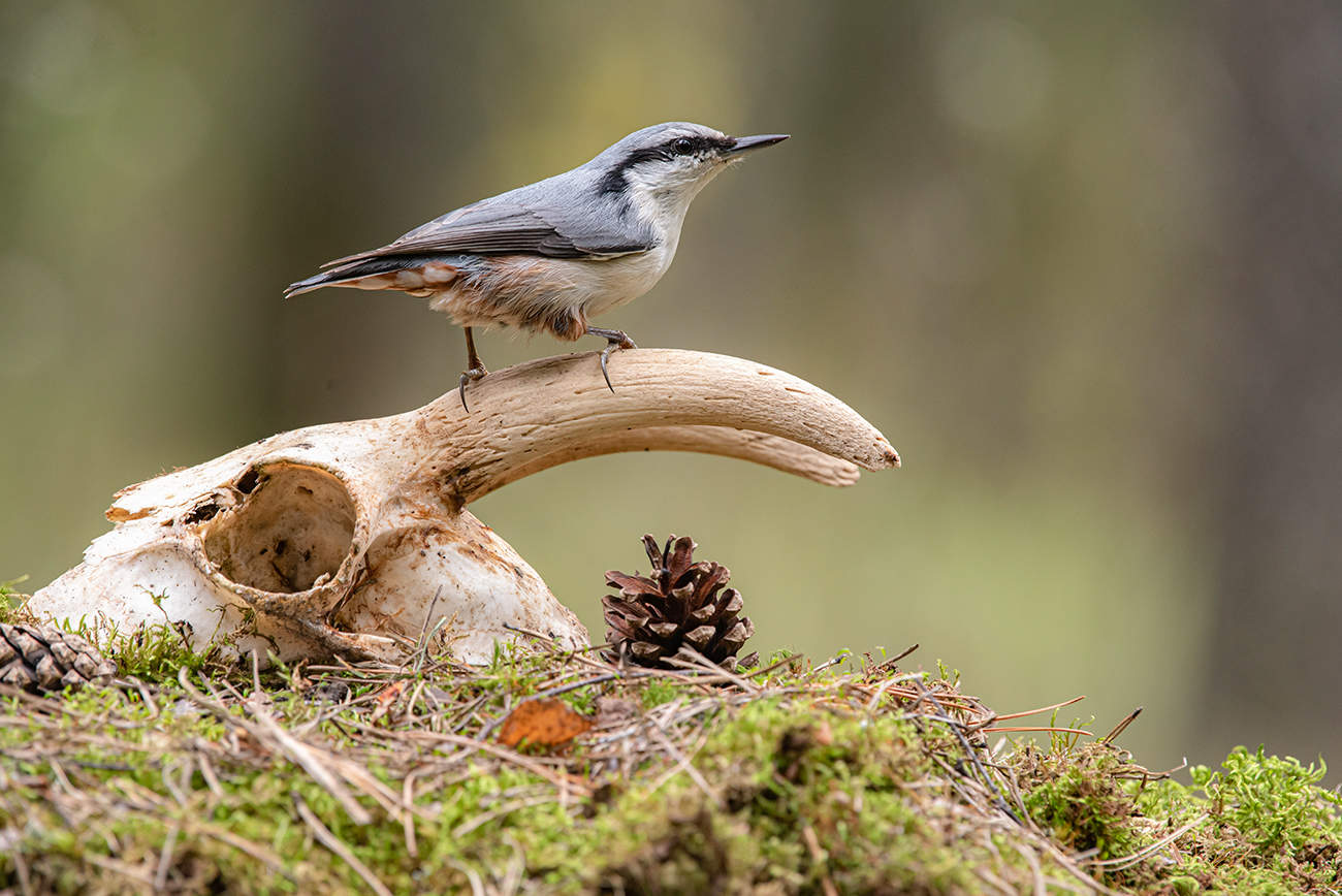 "Остались от козлика...."