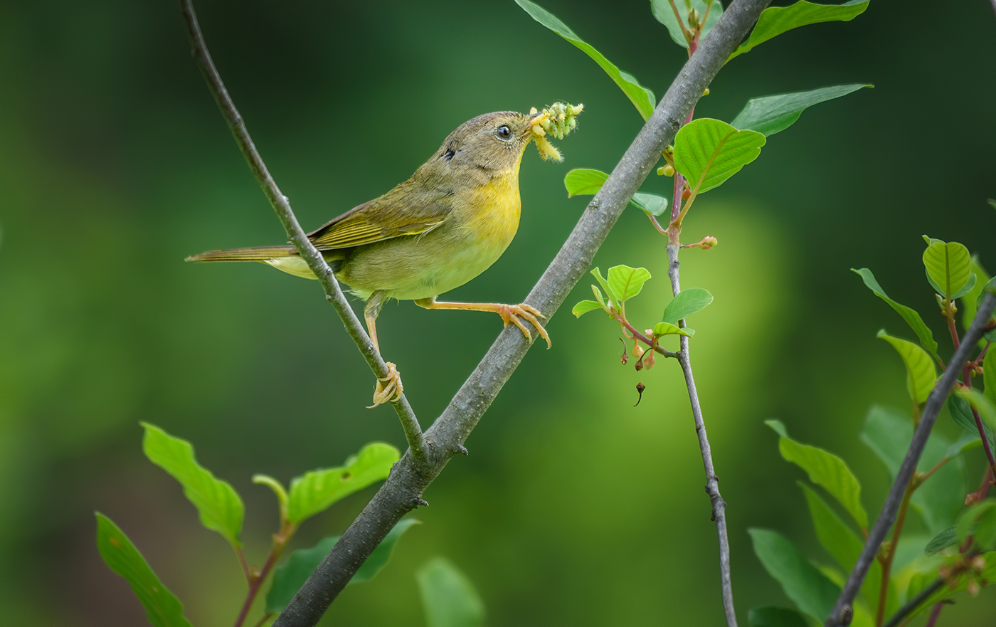 Common yellowthroat (female)