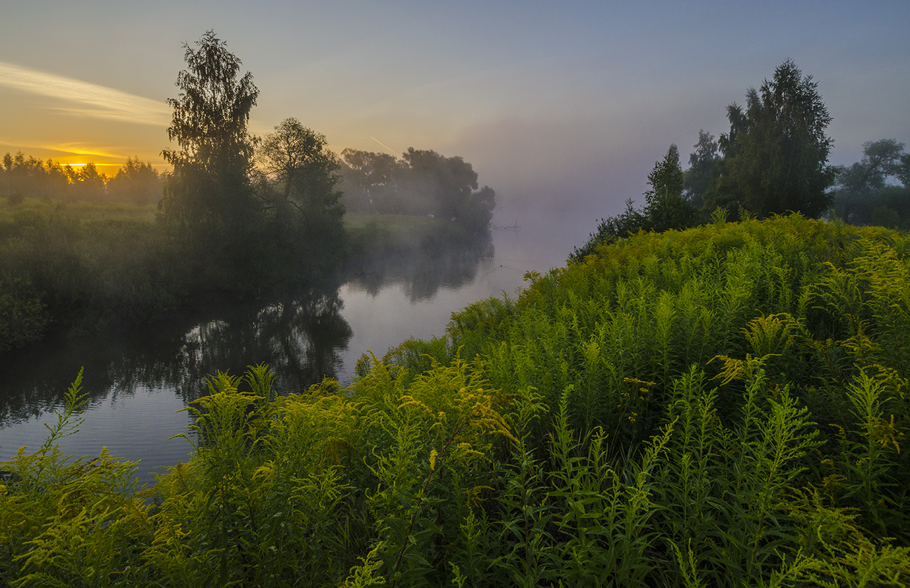 Летний пейзаж с золотарником
