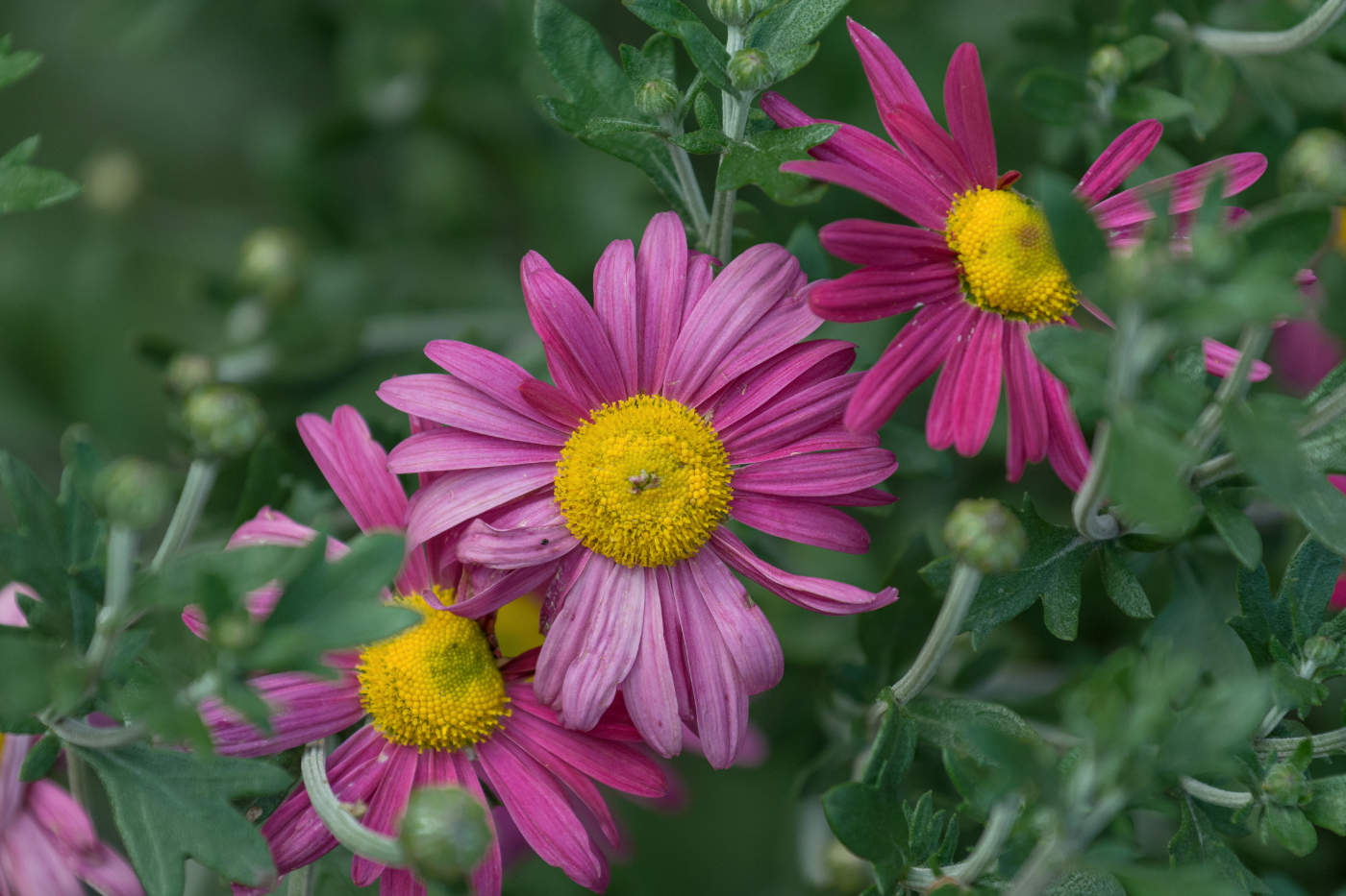 Осенние подружки.