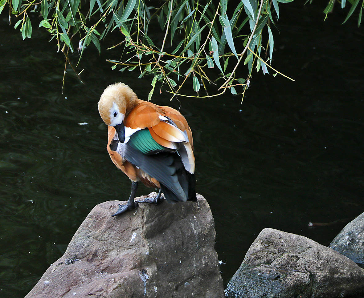 Чистим пёрышки