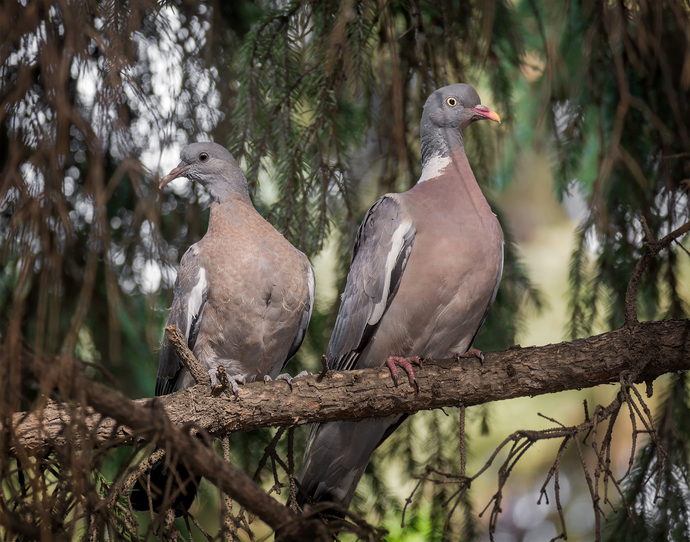 Слёток вяхиря с мамкой..