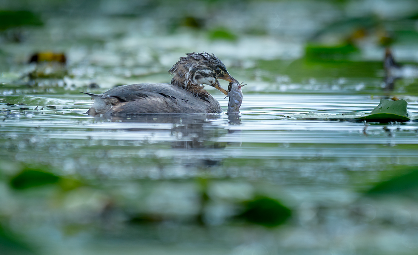 Pied-billed Grebe (juvenile 2021 Fall migration)