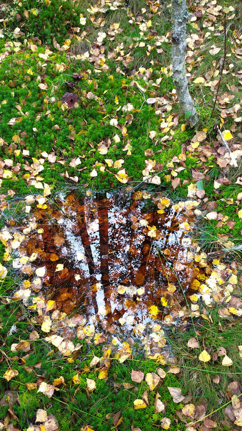 Жизнь вокруг